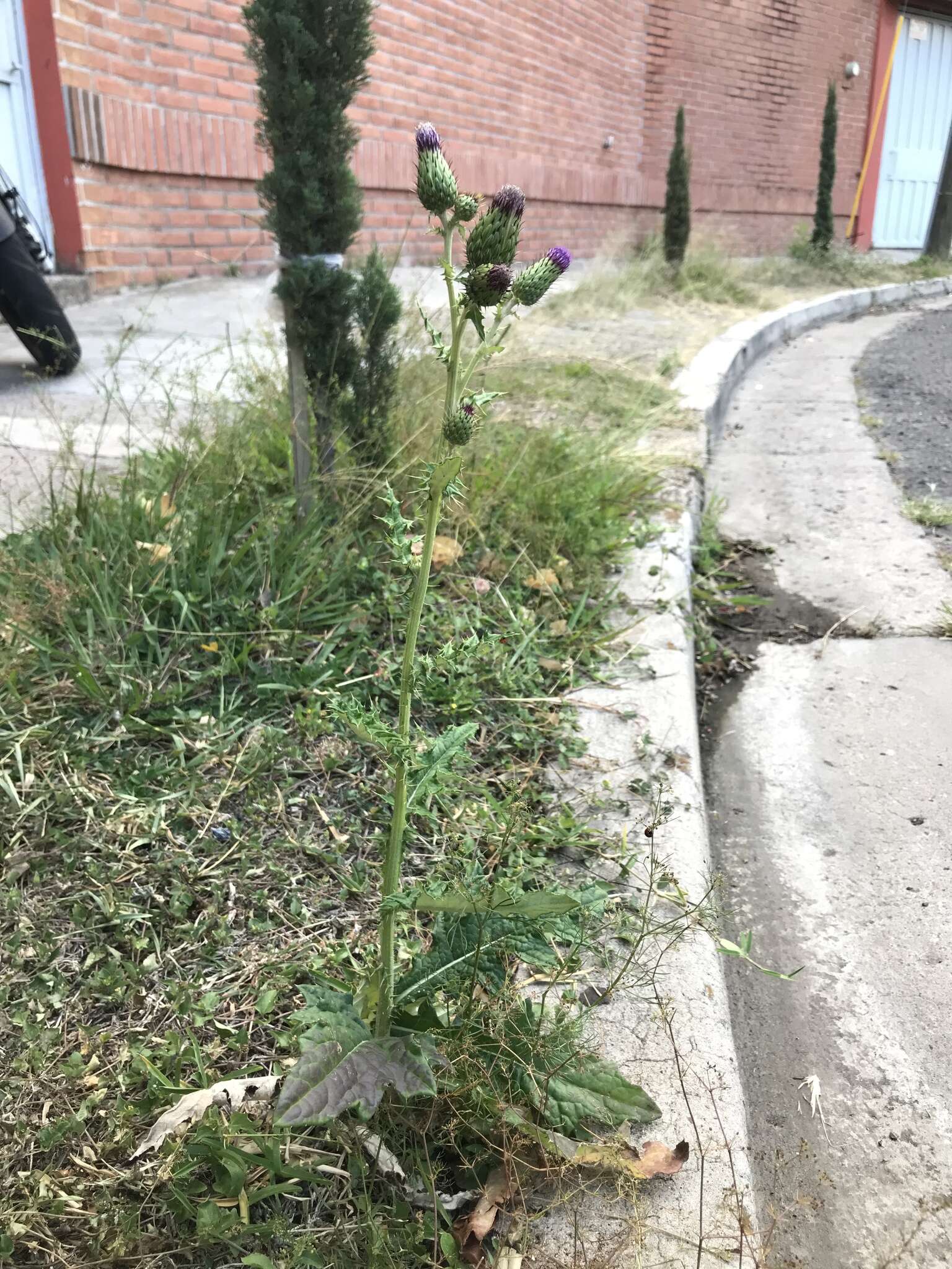 Image de Cirsium mexicanum DC.