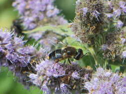 Image of Eristalis rupium Fabricius 1805