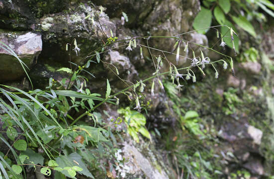 Image of Nabalus acerifolius Maxim.