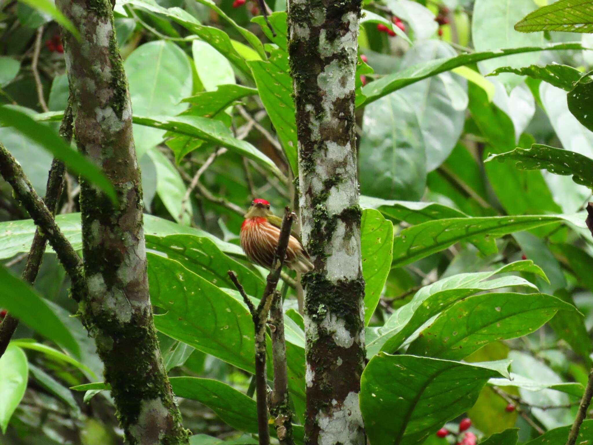 Image of Striolated Manakin