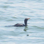 Image of Long-tailed Cormorant