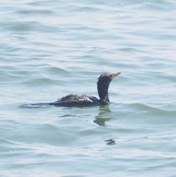 Image of Long-tailed Cormorant