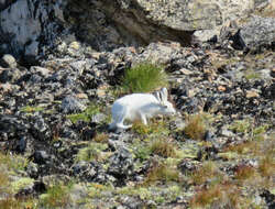 Image of Arctic Hare