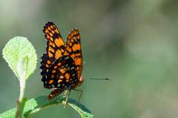 Image of Puerto Rican Checkerspot