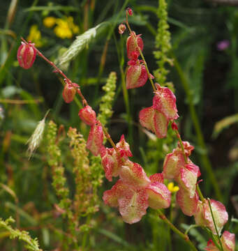 Rumex occultans Sam.的圖片