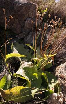 Image of Othonna macrophylla DC.