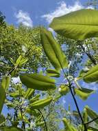 Image of Magnolia macrophylla var. macrophylla