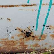 Image of Latrodectus mirabilis (Holmberg 1876)