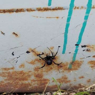 Latrodectus mirabilis (Holmberg 1876)的圖片