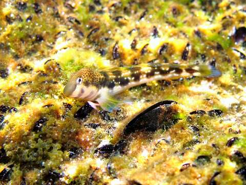 Image of Adriatic blenny