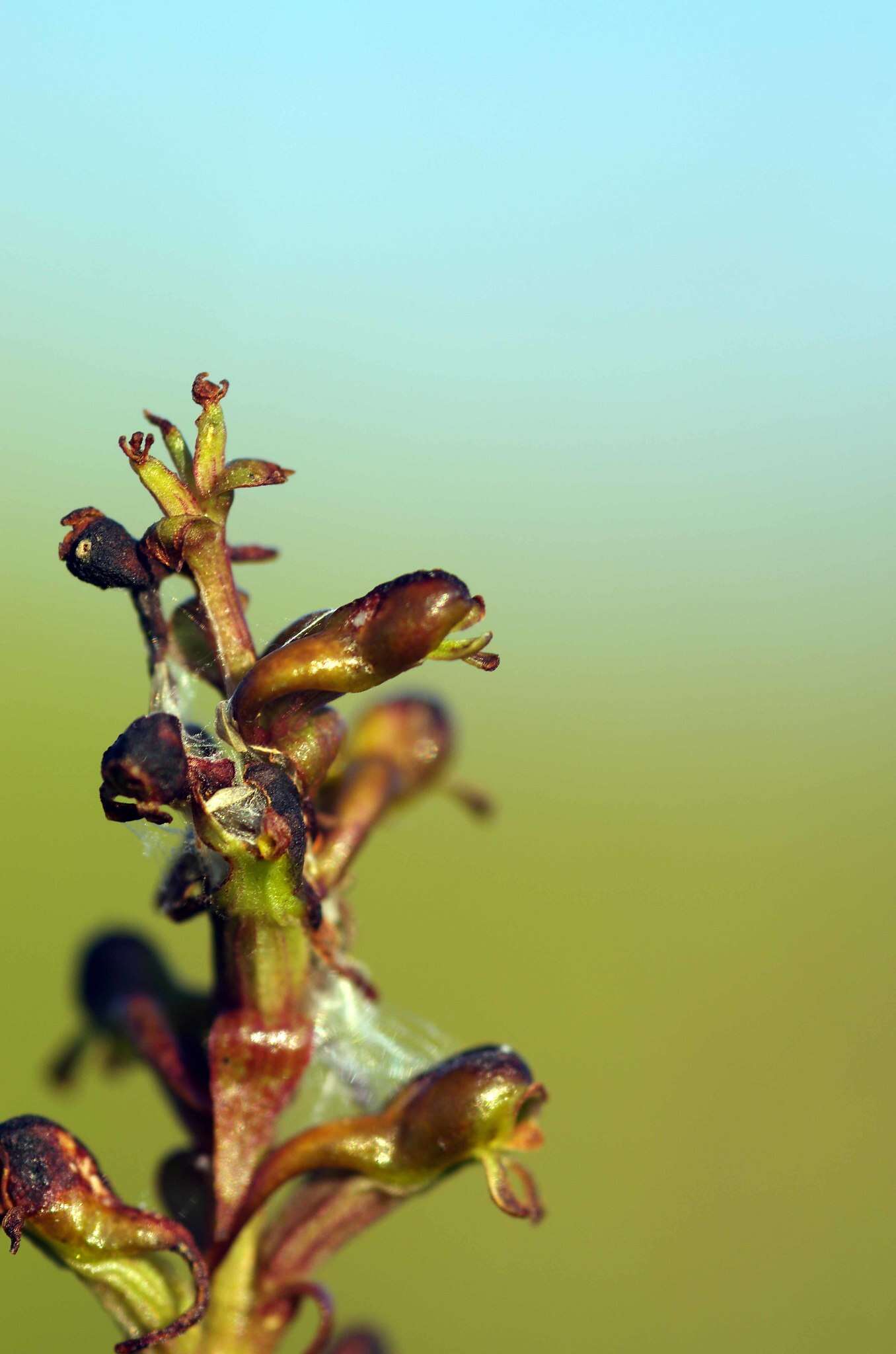 Image de Satyrium parviflorum Sw.