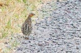 Image of Stubble Quail