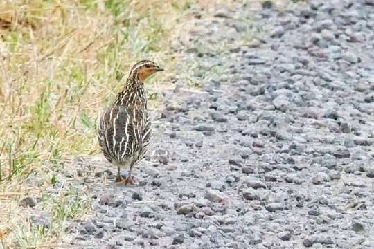 Coturnix pectoralis Gould 1837的圖片