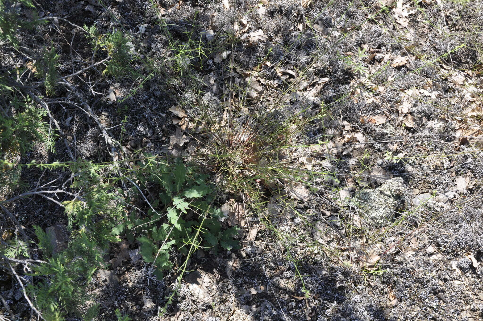 Imagem de Stachys angustifolia M. Bieb.