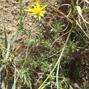 Image of Osteospermum leptolobum (Harv.) T. Norl.