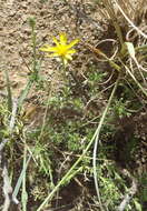 Image de Osteospermum leptolobum (Harv.) T. Norl.