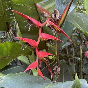 Image of Heliconia nutans Woodson