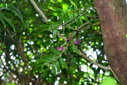 Image of Dendrobium goldschmidtianum Kraenzl.