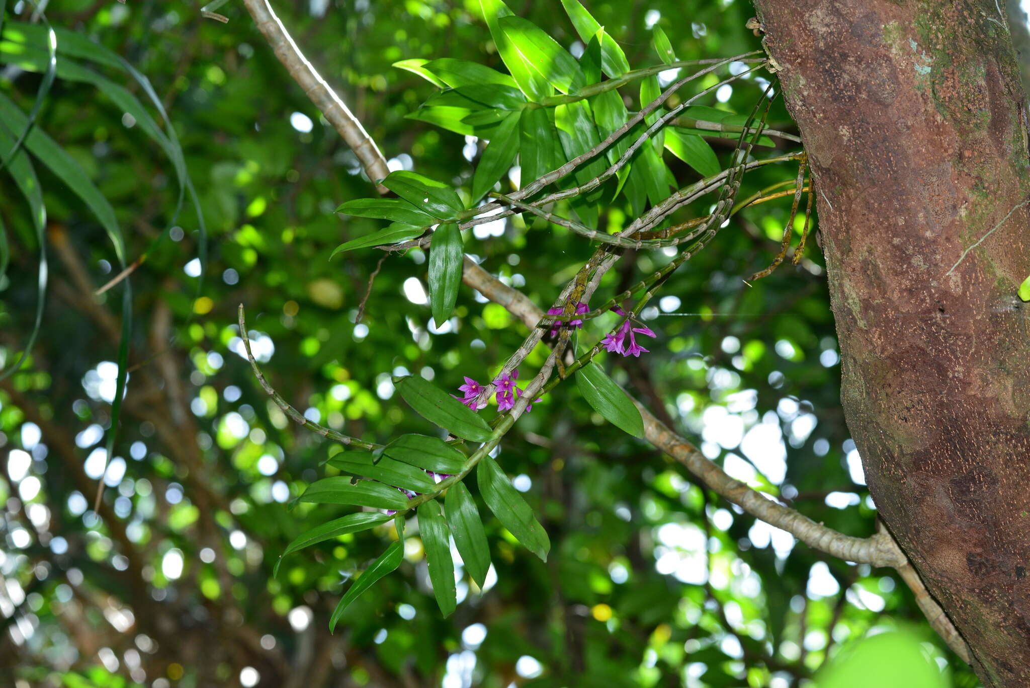 Image of Dendrobium goldschmidtianum Kraenzl.