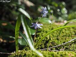 Scilla cilicica Siehe resmi