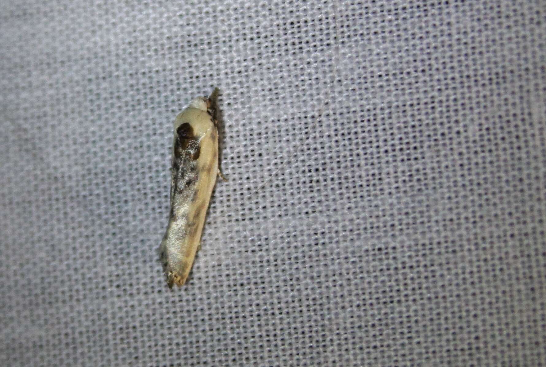 Image of Schlaeger's Fruitworm Moth