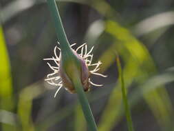 Image of Chorizandra cymbaria R. Br.