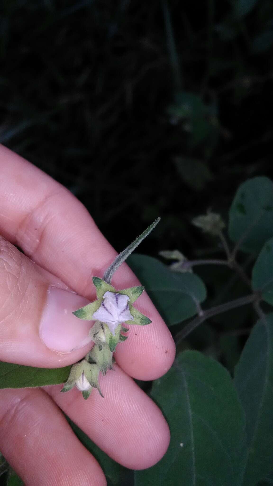 Image de Solanum didymum Dun.