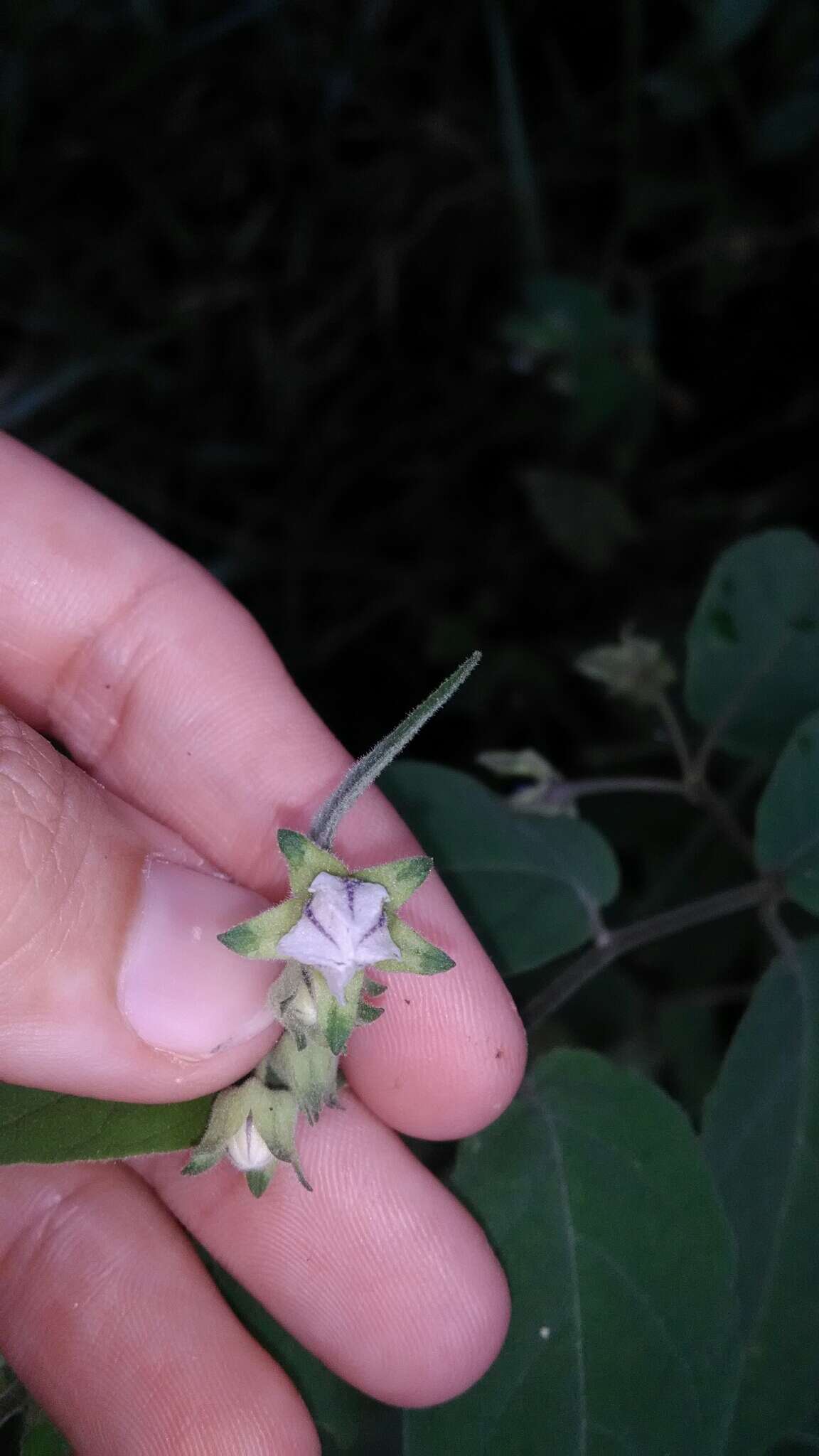 Image of Solanum didymum Dun.