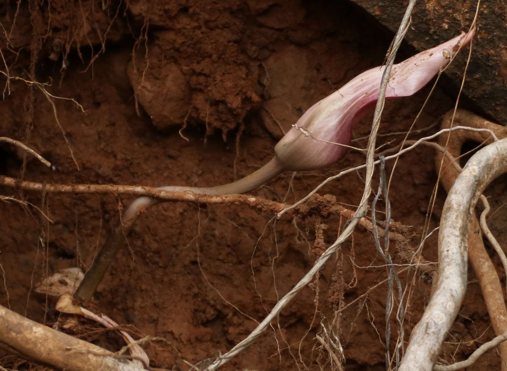 Image of Amorphophallus commutatus (Schott) Engl.