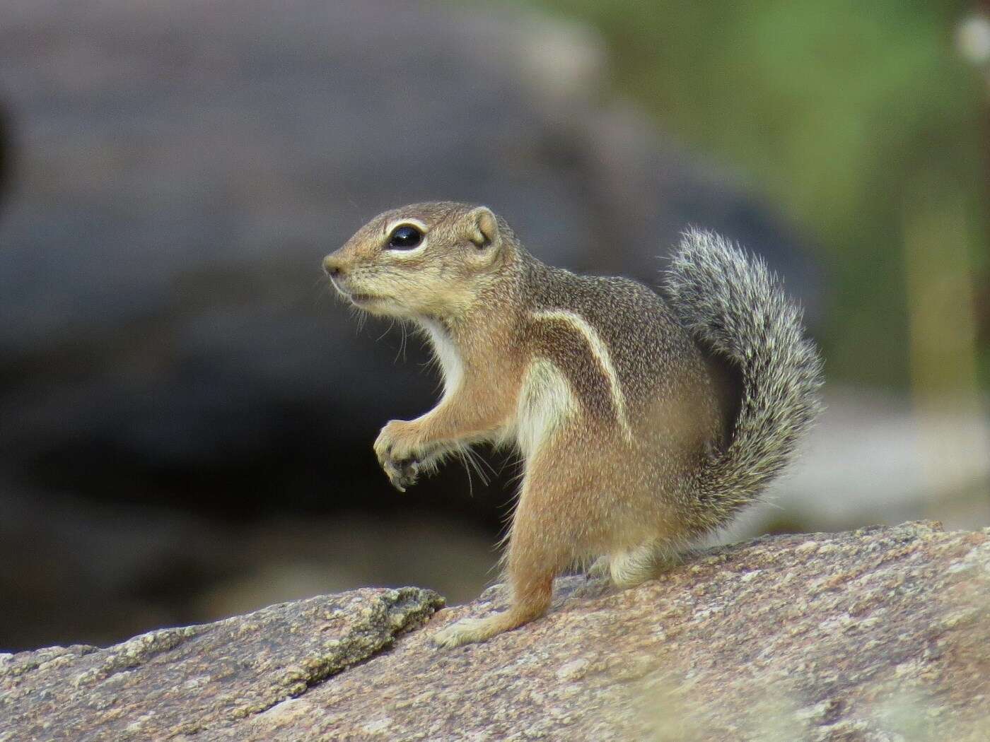 Image of Harris's Antelope Squirrel