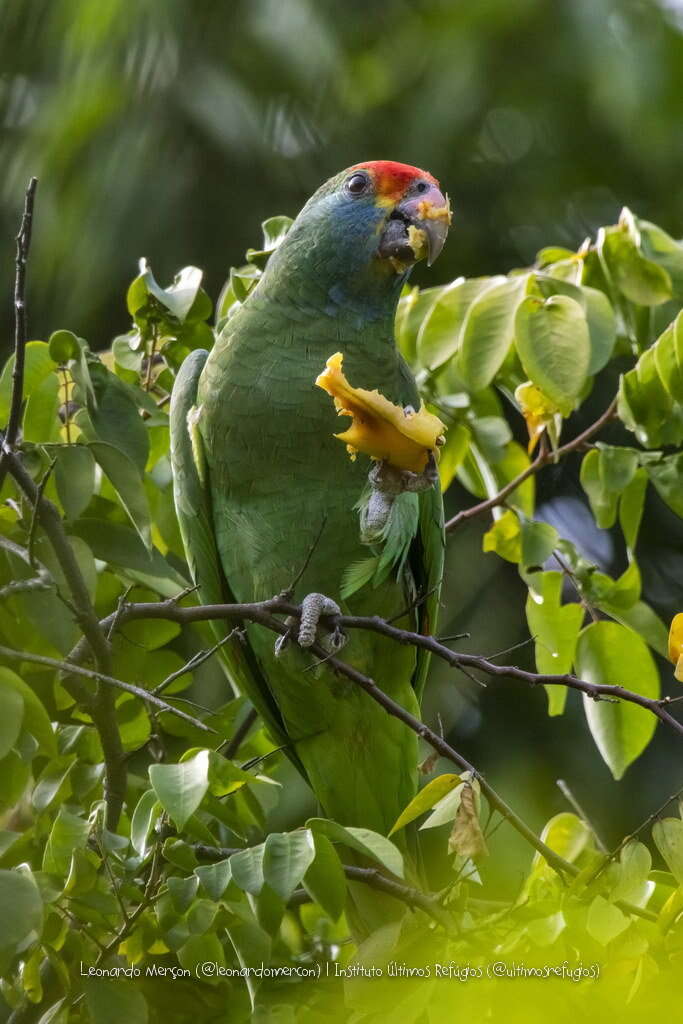 Image of Red-browed Amazon