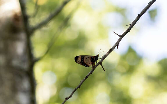 Image de Acraea acara Hewitson 1865