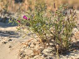 Tephrosia rosea Benth.的圖片