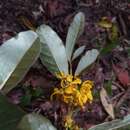 صورة Acridocarpus excelsus subsp. perrieri Arenes