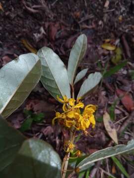 Acridocarpus excelsus A. Juss.的图像
