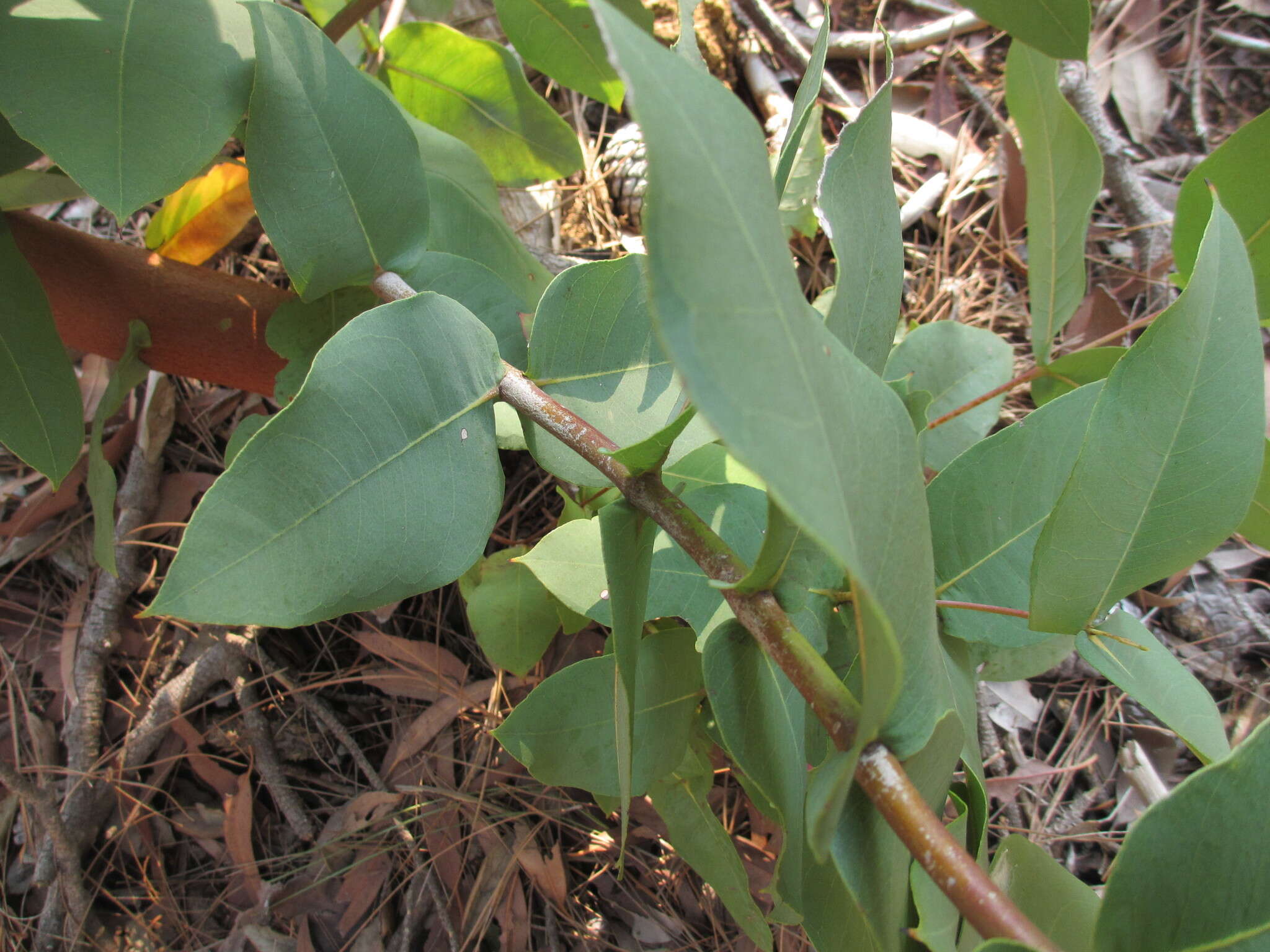 Image of blackbutt