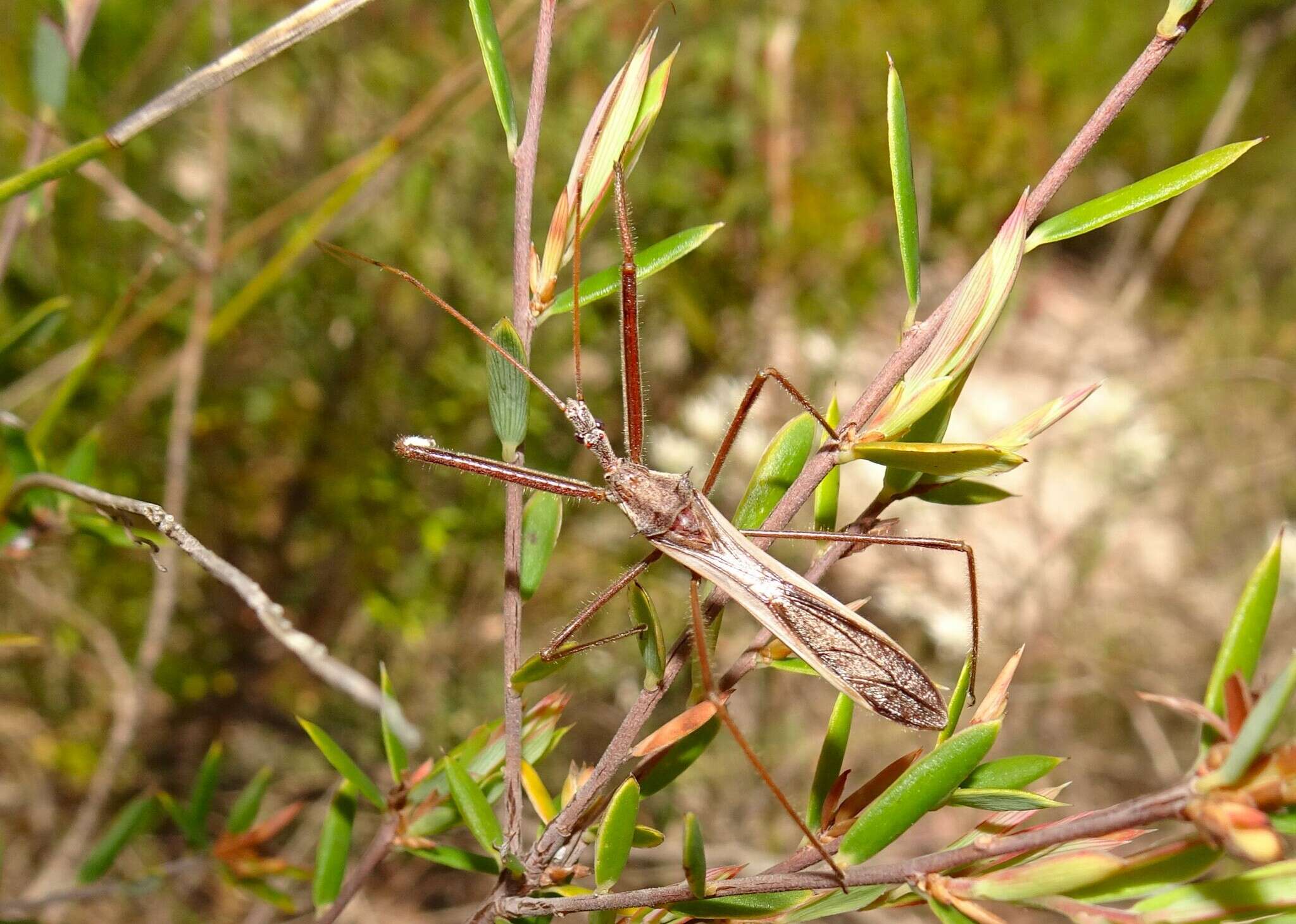 Image of Australcmena lineativentris (Stål 1866)