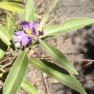 Image of orangeberry nightshade