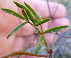 Image of Rhynchosia ferulifolia Harv.