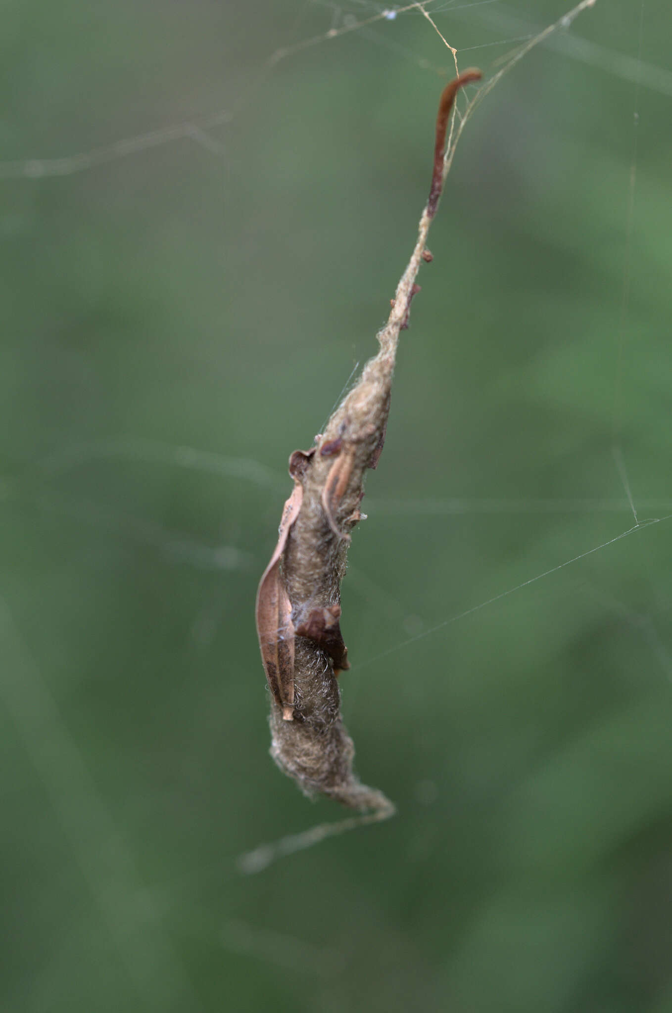 Image of Scorpion Tailed Spider