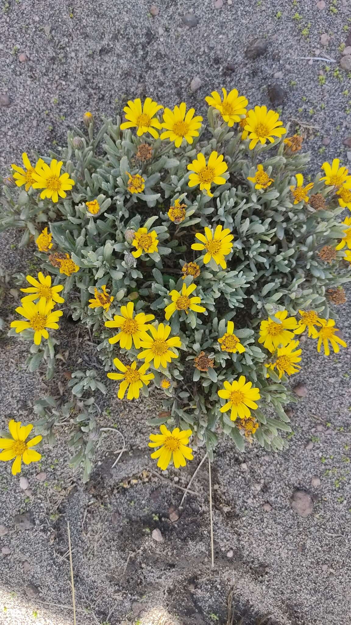 Image of Senecio procumbens Kunth