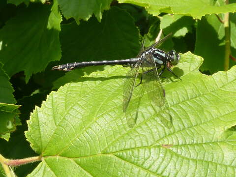 Imagem de Nihonogomphus ruptus (Selys 1858)