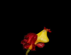 Image of Drymonia teuscheri (Raymond) J. L. Clark