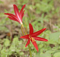 Image of Zephyranthes bifida