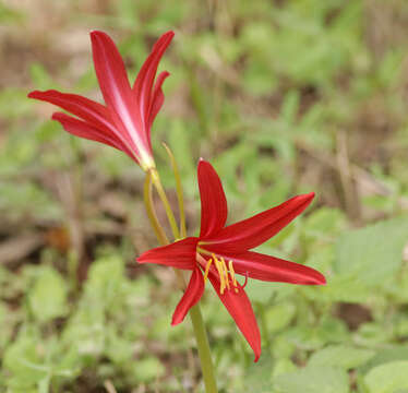 Imagem de Zephyranthes bifida