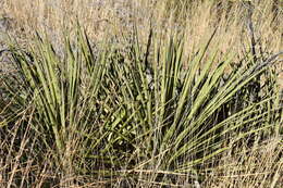 Image of Yucca baccata var. brevifolia L. D. Benson & Darrow