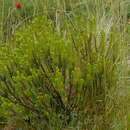 Image of Veronica pauciramosa (Cockayne & Allan) Garn.-Jones
