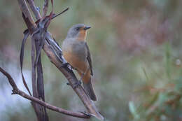 Imagem de Pachycephala rufogularis Gould 1841