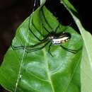 Image of Leucauge hebridisiana Berland 1938