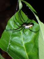 Image of Leucauge hebridisiana Berland 1938